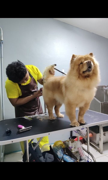 Pet Portfolio