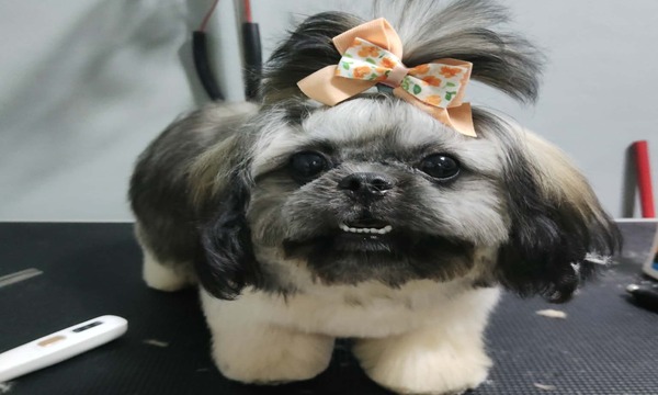 Pet Portfolio
