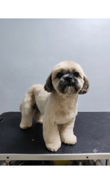 Pet Portfolio