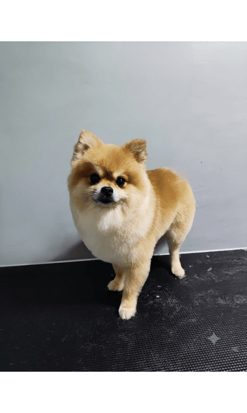 Pet Portfolio